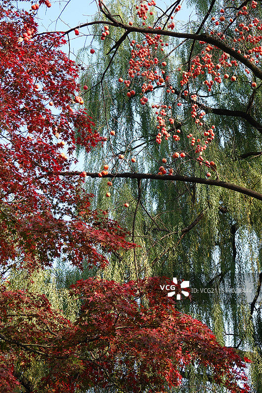 陕西省西安市唐大慈恩寺遗址公园秋景：柿子树红枫叶垂柳图片素材