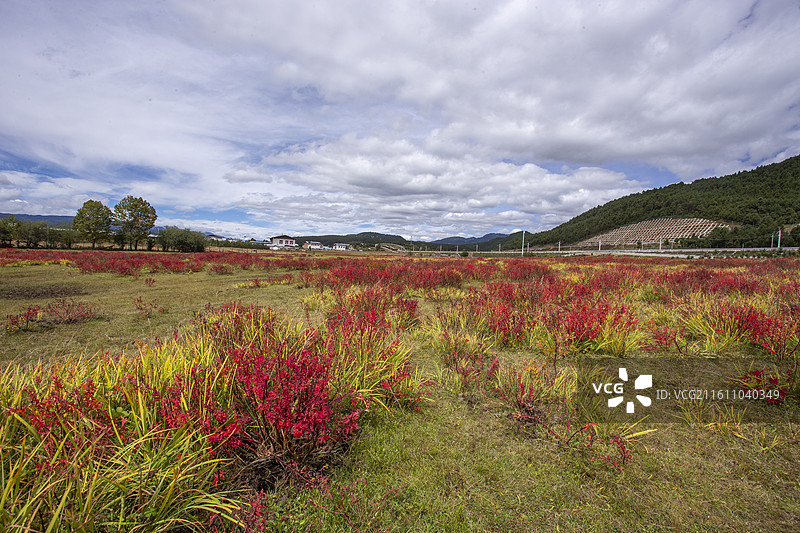 香格里拉小中甸狼毒花图片素材