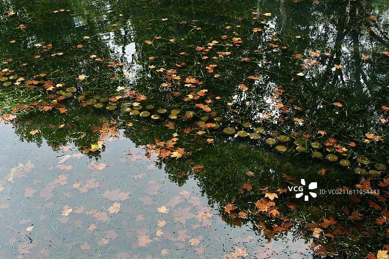 秋天飘落的金黄色法国梧桐叶与湖水倒影风光图片素材