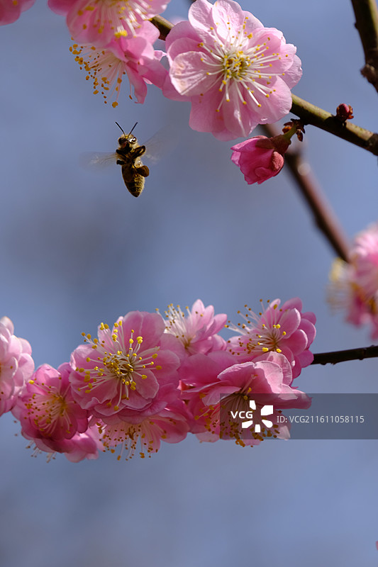 春天春暖花开晴朗阳光明媚。桃花海棠花河水蜜背景图壁纸图片素材