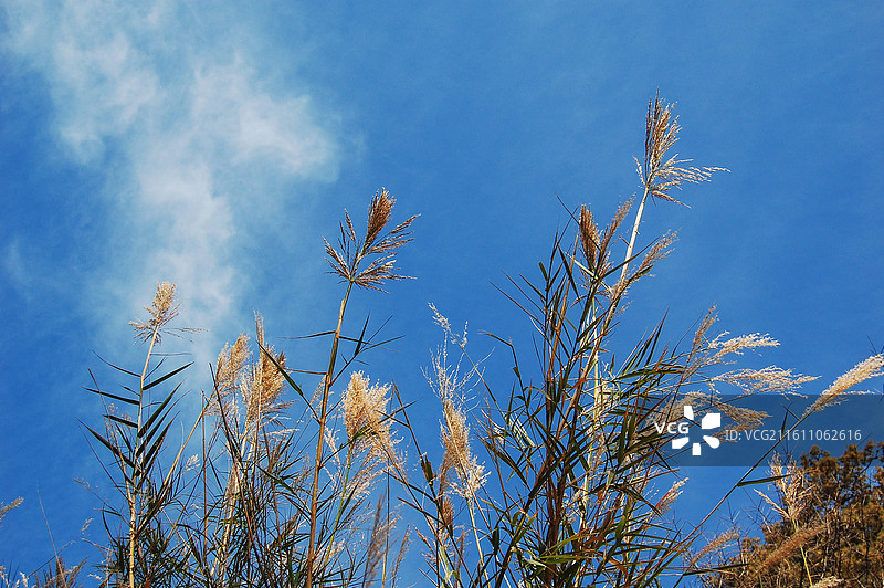 蓝天之下的芦苇植物图片素材