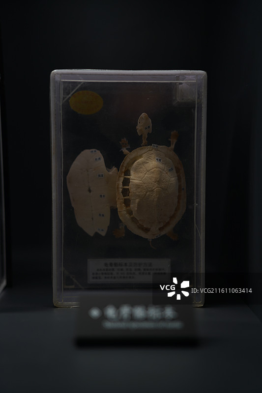 成都考古中心常设展展出的生物骨骼标本图片素材