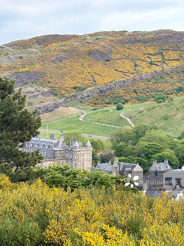 夏天的英国爱丁堡亚瑟王座山上开满花色的金雀花图片素材