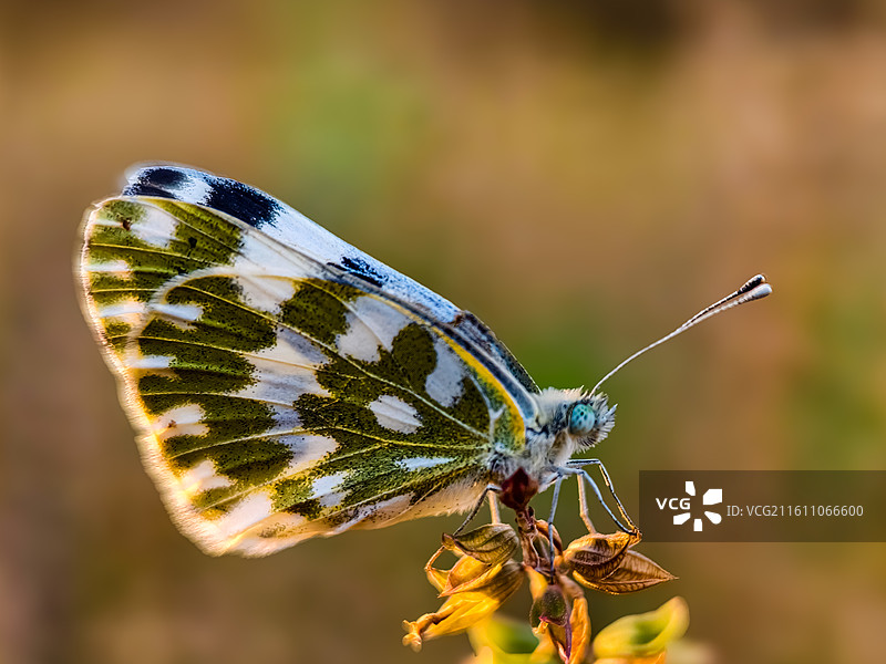 晨光之蝶图片素材