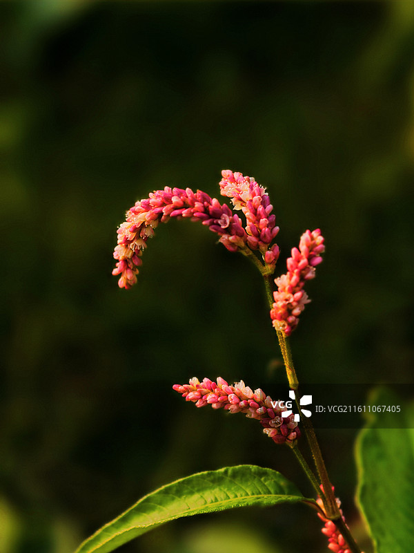 酸模叶蓼 粉红穗花轻摇曳，绿叶相伴映自然。田边野趣悄然绽，一枝独秀惹人怜。图片素材
