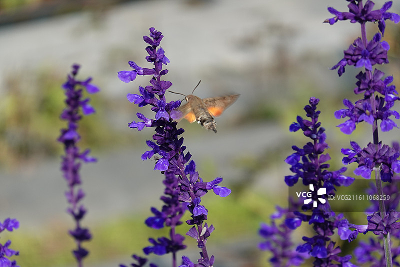 陕西省西安市碑林区兴庆宫公园兴庆湖：紫色鼠尾草和蜂鸟图片素材