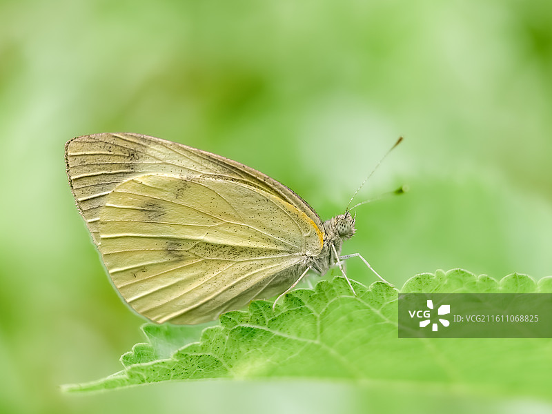 蝶驻青芜图片素材