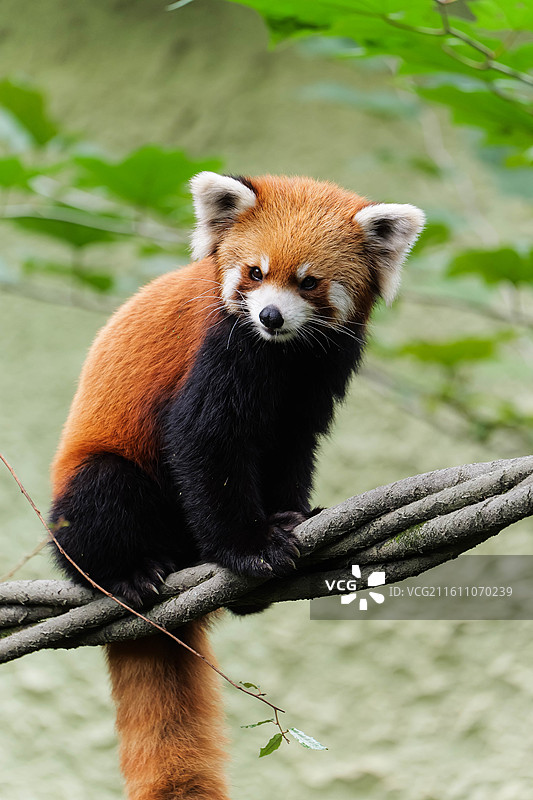 小熊猫肖像感抓拍图片素材