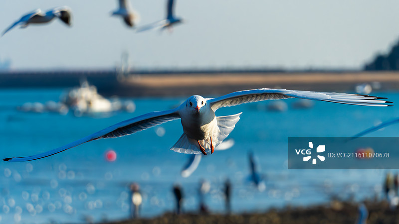 青岛栈桥景区飞过海面的鸟的特写镜头图片素材
