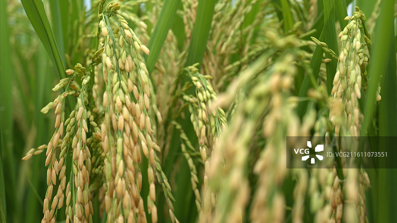 丰收季节稻谷收获收割图片素材