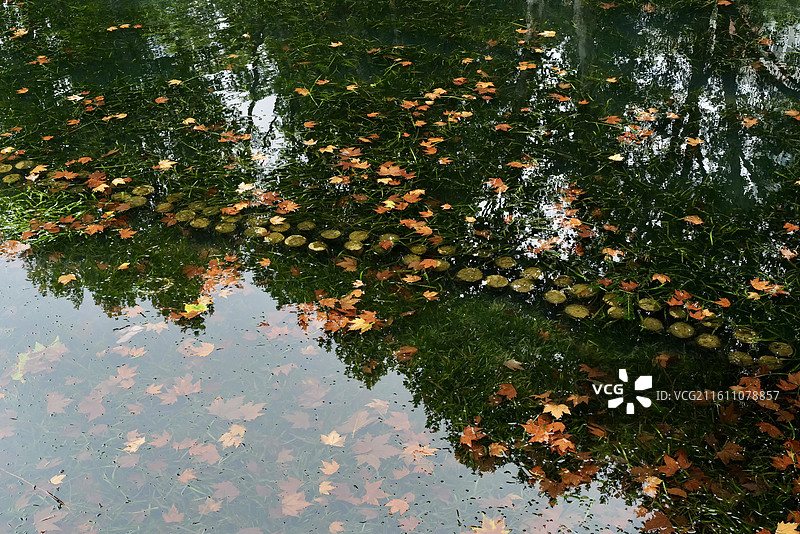 秋天飘落的金黄色法国梧桐叶与湖水倒影风光图片素材