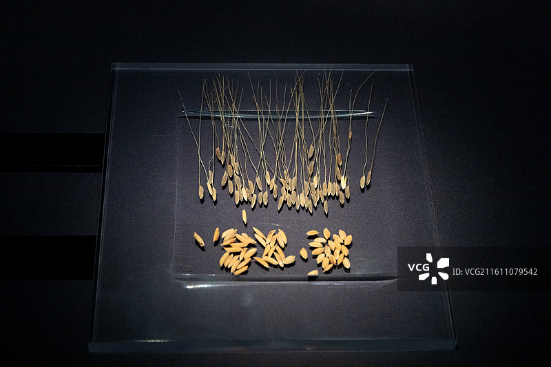 浙江博物馆 现代稻种图片素材