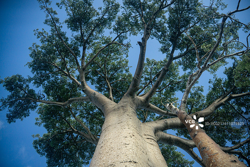 猴面包树与月 3图片素材