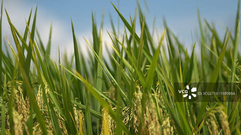 丰收季节稻谷收获收割图片素材