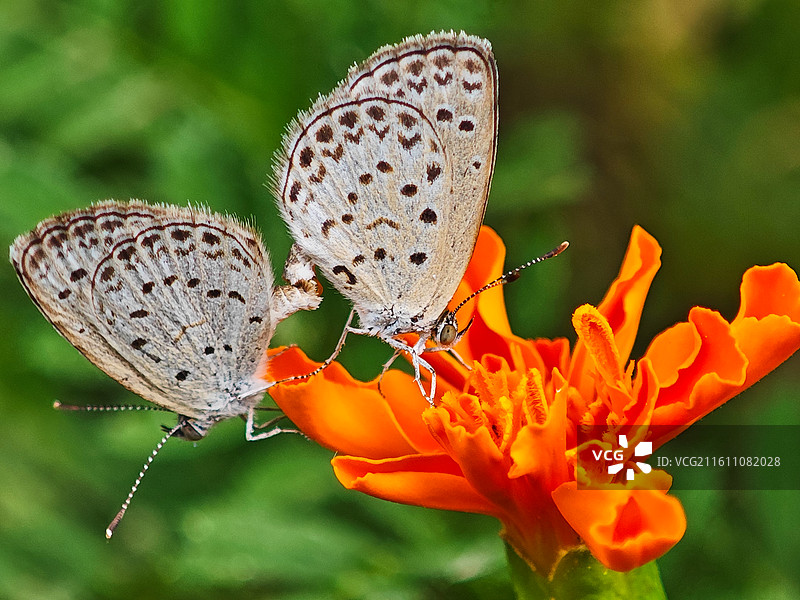 两只曲纹紫灰蝶微距特写图片素材