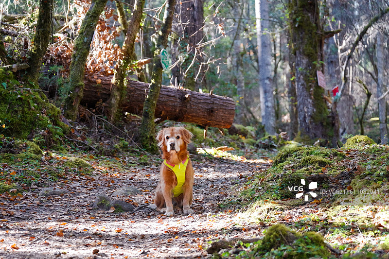 穿黄色衣服的金毛犬在森林里图片素材