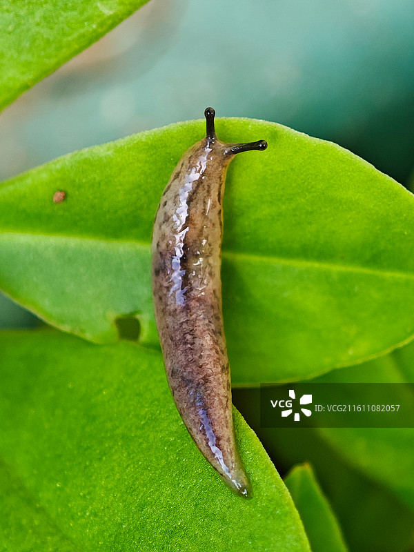 一只蛞蝓微距特写图片素材