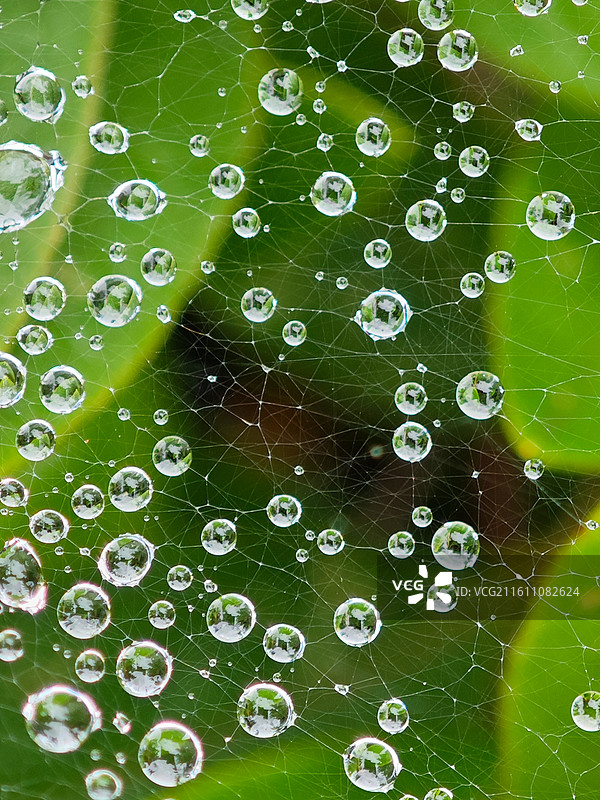 蜘蛛网上的水珠微距特写图片素材