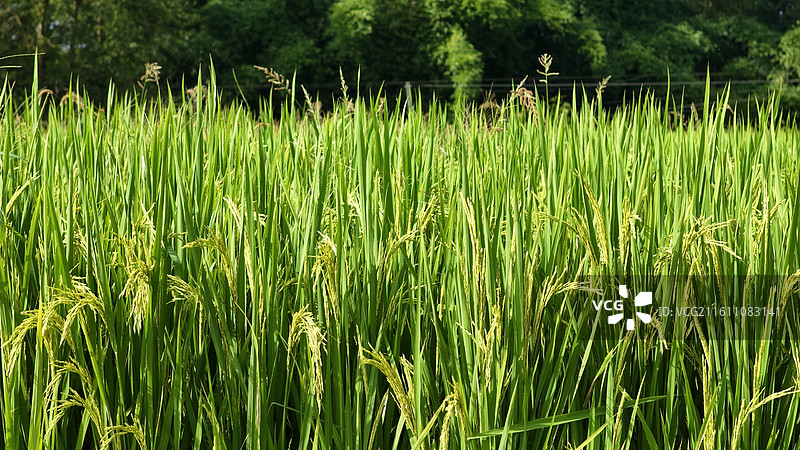 丰收季节稻谷收获收割图片素材