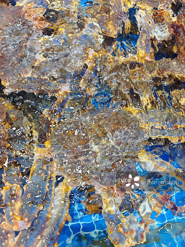 清水池里的帝王蟹图片素材