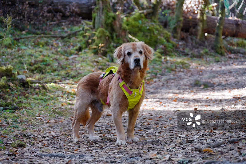 穿黄色衣服的金毛犬在森林里图片素材
