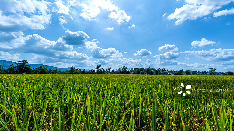 重庆大足隆平五彩稻田航拍图片素材