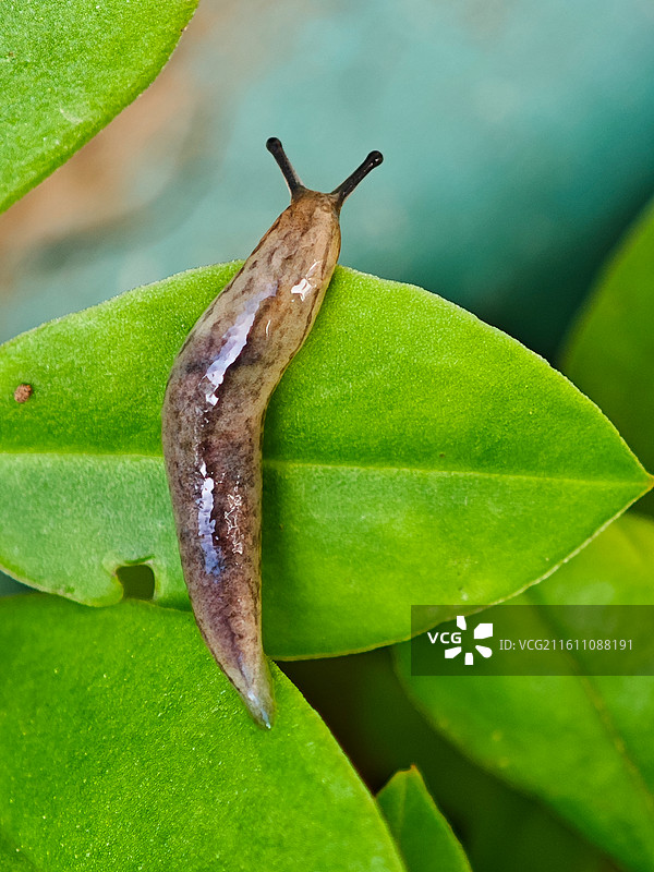 一只蛞蝓微距特写图片素材