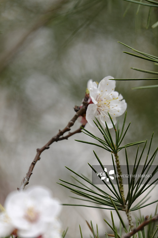 春天春暖花开杏花盛开。风景背景图壁纸图片素材