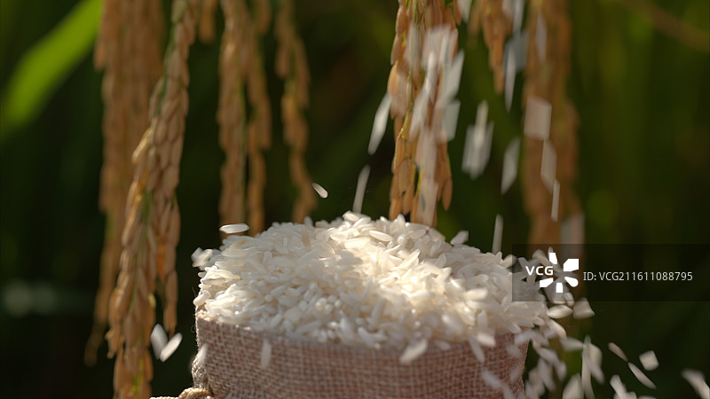 丰收季节稻谷收获收割图片素材