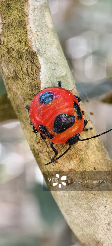 云南普洱澜沧拉祜族自治县景迈山～糯干古寨，瓢虫图片素材