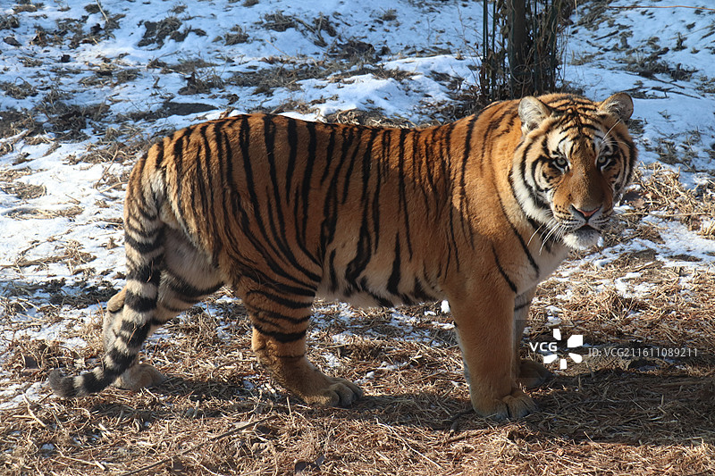 雪原之王：哈尔滨东北虎林园图片素材