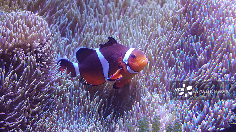海洋生物 水族馆图片素材
