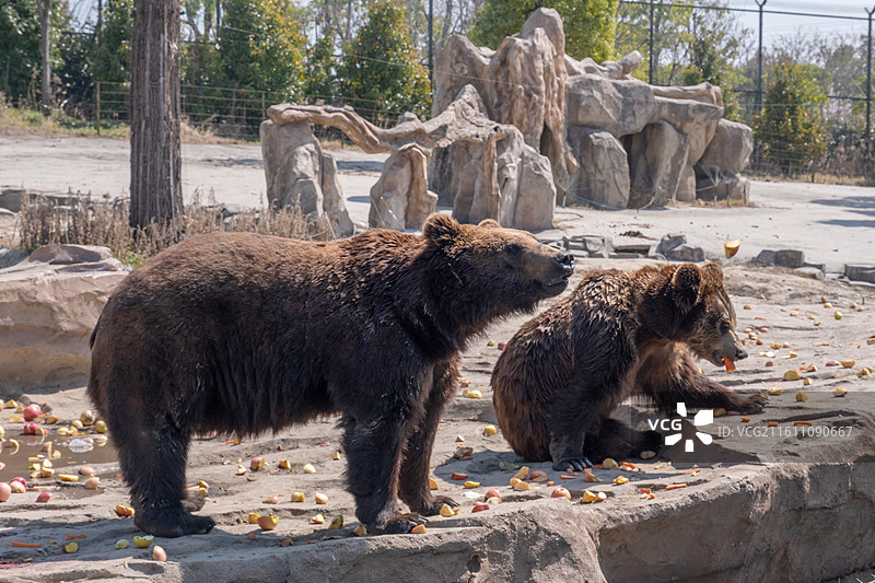 南通森林动物园等待投喂的棕熊图片素材