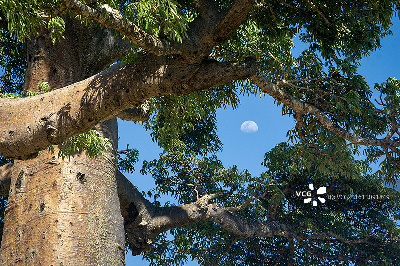 猴面包树与月 1图片素材