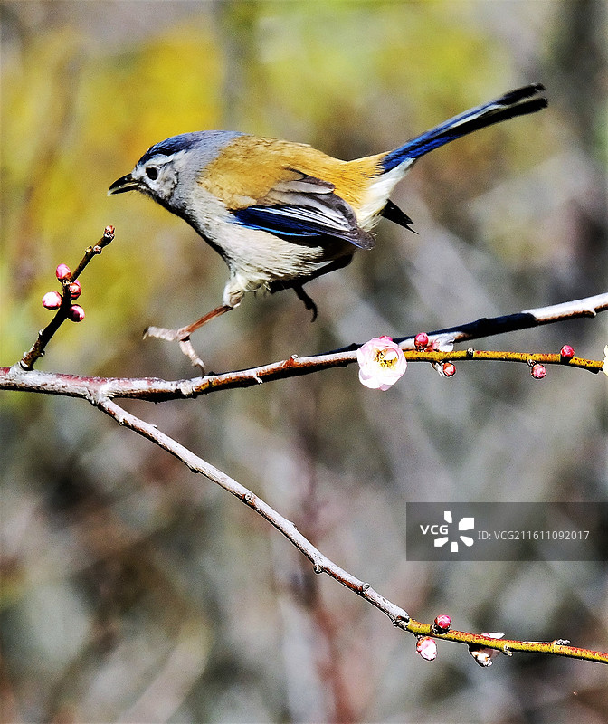 云南昆明金殿公园暖冬野生动物特写百鸟图图片素材