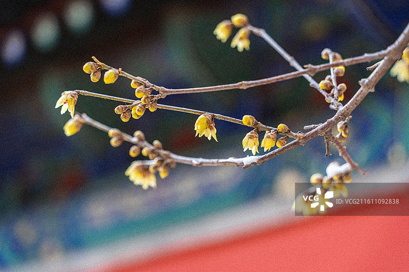 北京市海淀区国家植物园卧佛寺十方普觉寺红墙初冬盛开的腊梅岁寒三友墙角数枝梅凌寒独自开图片素材