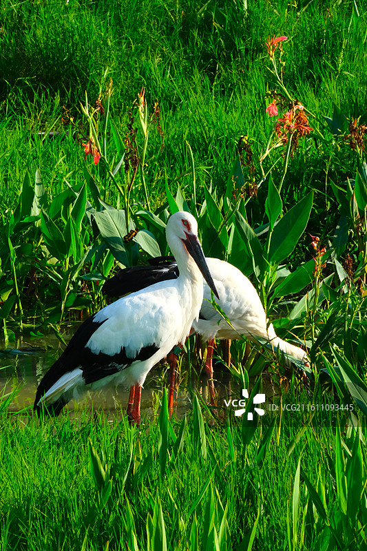 绿草中白鹳图片素材
