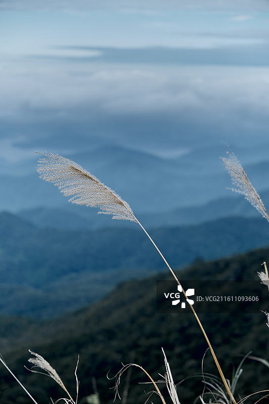海南热带雨林风光图片素材