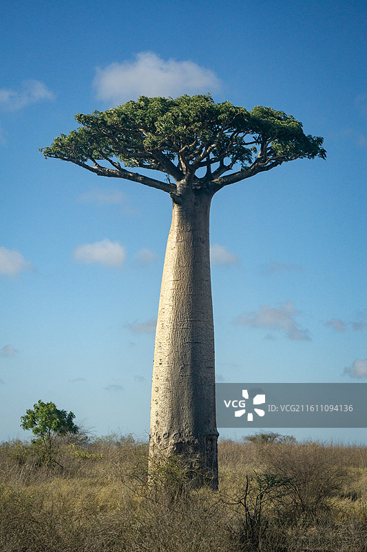 猴面包树与月 4图片素材