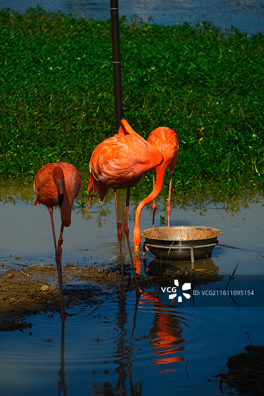 南湖公园的火烈鸟图片素材