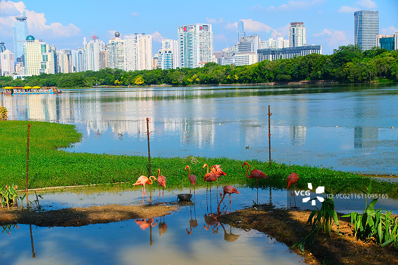 南湖公园的火烈鸟图片素材