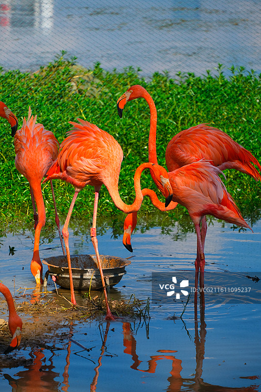 南湖公园的火烈鸟图片素材