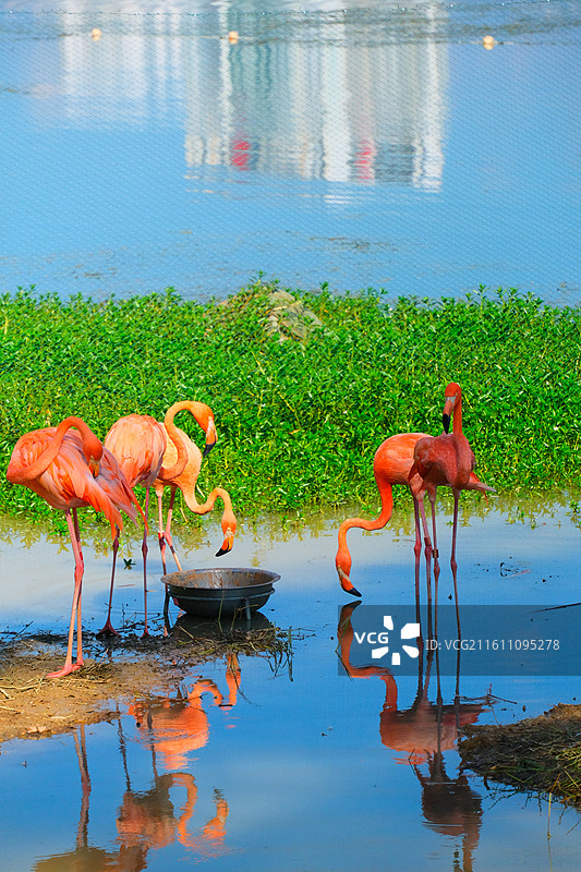 南湖公园的火烈鸟图片素材