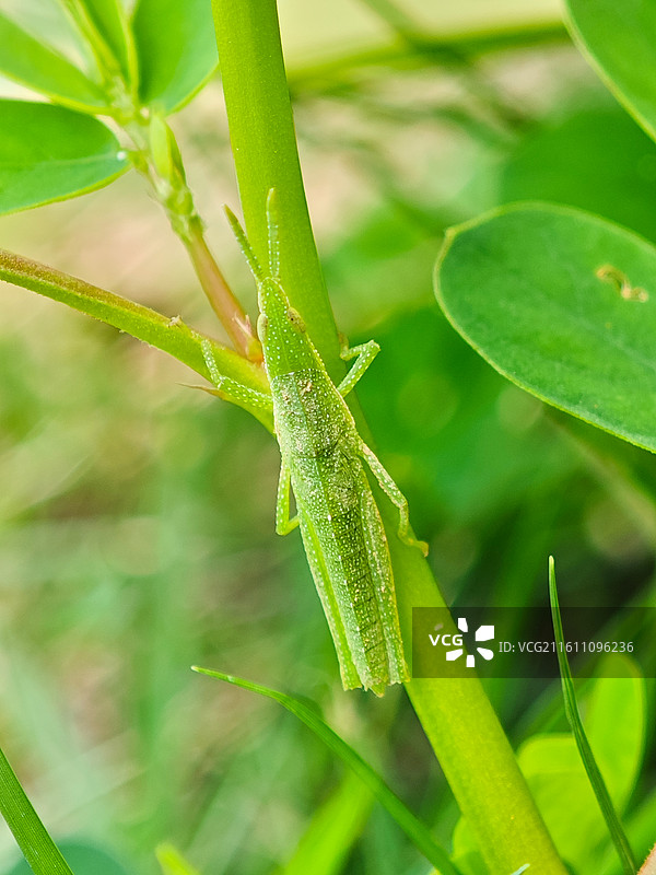 一只草蜢微距特写图片素材