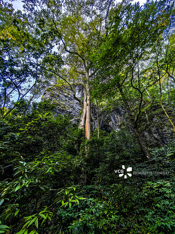 中国贵州省黔东南州施秉云台山的灌木丛，施秉云台山徒步，秋天的云天山，世界自然遗产，国家地质公园图片素材