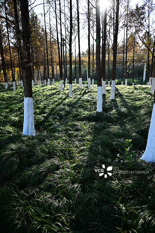 落羽杉图片素材