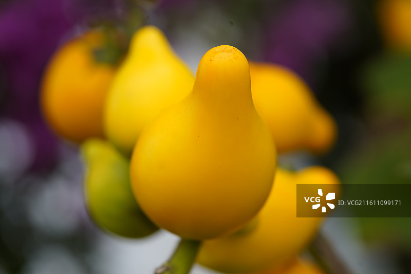 黄金果乳茄特写图片素材