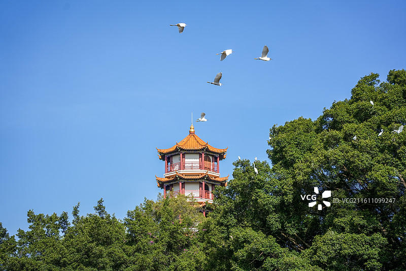 深圳市龙岗区龙兴寺观音宝塔图片素材