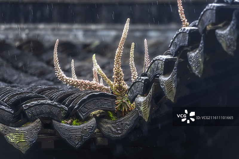 古老与新生---祖屋上的瓦松，黛瓦，烟雨江南，苏州甪直古镇图片素材