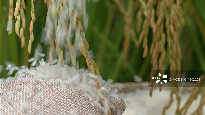 丰收季节稻谷收获收割图片素材